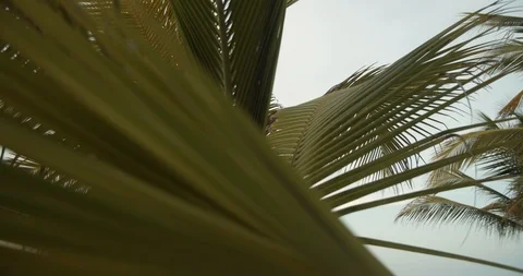 Romantic Sunset Dinner on Beach, Pan Down From Palm Tree, Slow Motion Vídeos de archivo 112424640