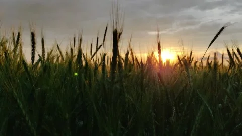 Romantic sunset over a large field of green wheat in summer. Sun rays Stock Footage 138091919