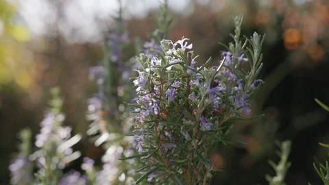 Romantic Sunset Pine Tree with Purple Flowers Stock Footage 321393312