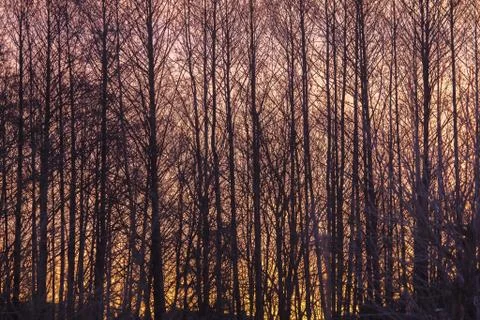 Romantic sunset with a view through the trees Foto stock