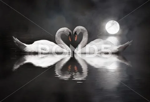 Romantic swan during valentine's day Stock Photos