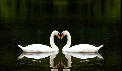 Romantic Swans Stock Photos