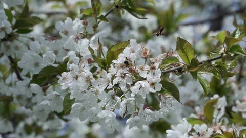 Romantic tender cherry flower Cherry flower Stock Footage 153720691