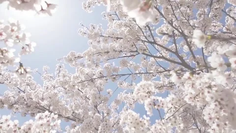 Romantic Titles  After Effects	Stock