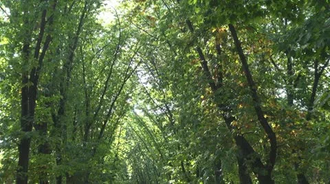 Romantic tree alley Stock Footage