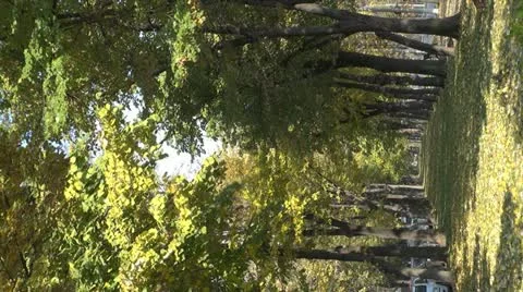 Romantic tree alley Stock Footage