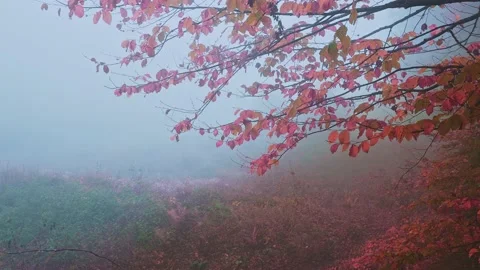 Romantic tree with red leaves in blue fog Video stock 143055839