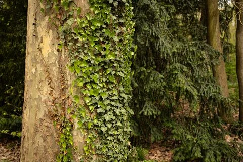 Romantic tree shape with heart shaped leaves and pine. Stock Photos