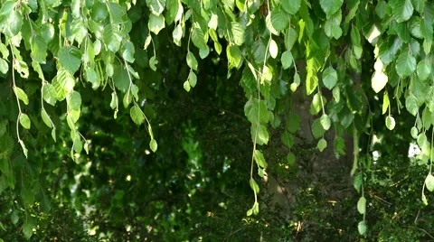 Romantic Tree - Slow Motion 動画素材 51965760