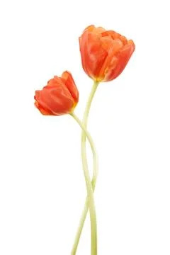 Romantic Tulips Stock Photos