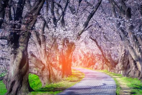 The romantic tunnel of sakura trees. Foto stock