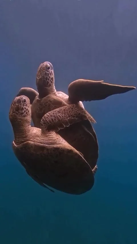 Romantic turtle couple Stock Footage 328023978