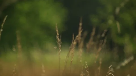 Romantic view at sunset time, golden light Video stock 53213526
