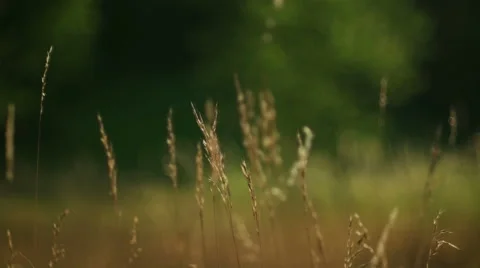 Romantic view at sunset time, golden light Stock Footage 53214755
