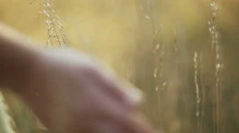 Romantic view at sunset time, golden light Stock Footage 53228503