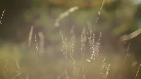 Romantic view at sunset time, golden light Stock Footage 53609346