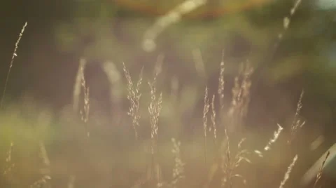 Romantic view at sunset time, golden light Stock Footage 53613634