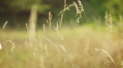Romantic view at sunset time, golden light Stock Footage 53614962