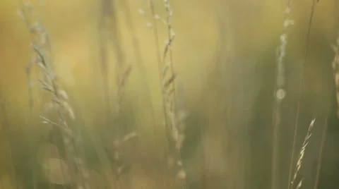 Romantic view at sunset time, golden light Stock Footage 53706626