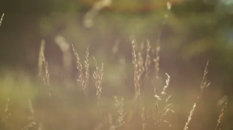 Romantic view at sunset time, golden light Stock Footage 53719602