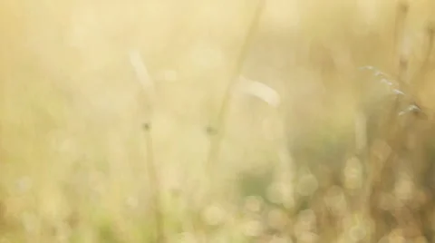 Romantic view at sunset time, golden light Stock Footage 53737425