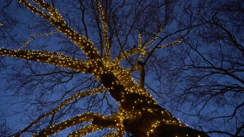 Romantic winter night walk under a lighted three in Utrecht Vídeos de archivo 137869393