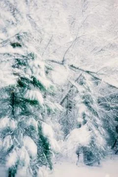 Romantic winter snowfall in forest Stock Photos