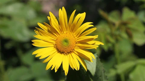 Romantic Yellow Flower Stock Footage 39562638