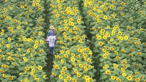 Romantic young couple walking through sunflower field, playing together and Stock-Footage 164732471