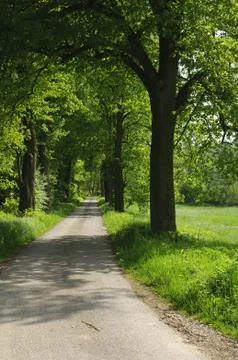 Romantischer Waldweg Stock Photos