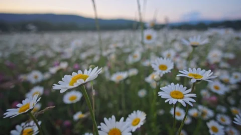 Romashki 2 Vídeos de archivo 126566261