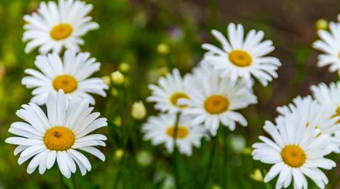 Ромашки Stock Photos