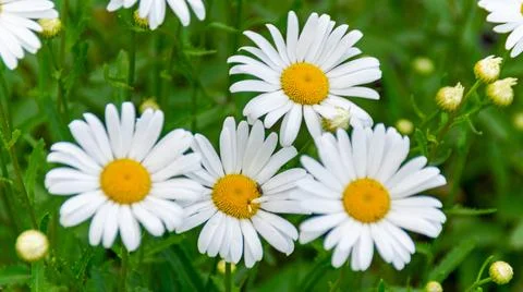 Ромашки Stock Photos