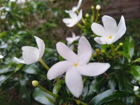 Rombusa 스톡 사진