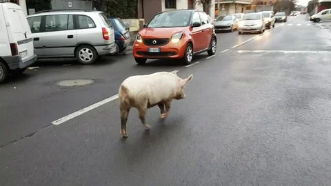 Rome pig walking through the streets of the city in the midst of cars Stock Footage 84499245