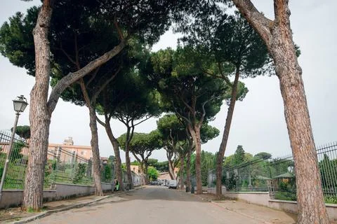 Rome Pine Tree Lined Street Stock Photos