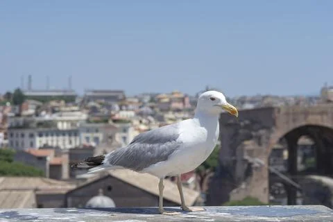 Rome seagull 스톡 사진