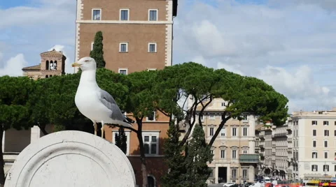 Rome Seagull on the railing Vídeos de archivo 68943395