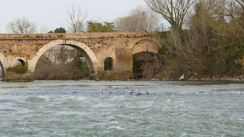 Rome Tiber River at ancient bridge Milvio. Seagulls rest on the river Stock Footage 104966604