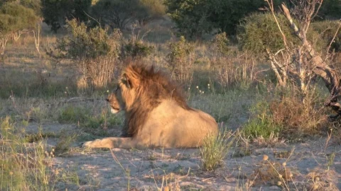 Romeo completely motionless, focused on every sound — Part 2 Stock Footage 322990459
