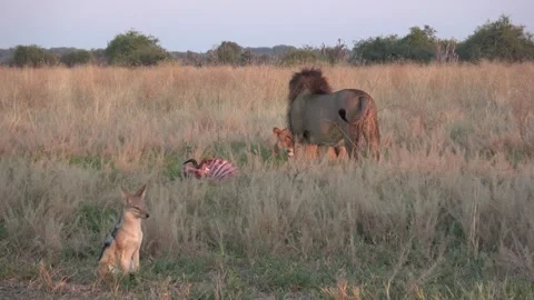 Romeo resting while jackal sits nearby at carcass — Part 4 Vídeos de archivo 322993396