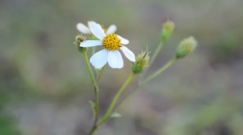 Romerillo flower moved by wind Video stock 36707358