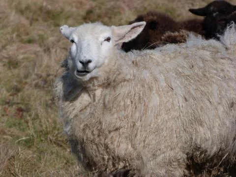 A Romney Ewe Stock Photos