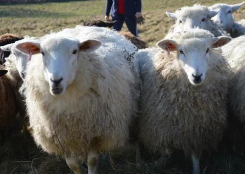 Romney ewes 写真素材