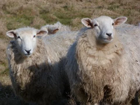 Romney ewes Stock Photos