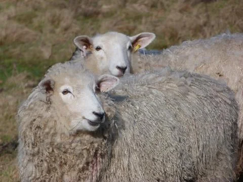 Romney ewes Stock Photos