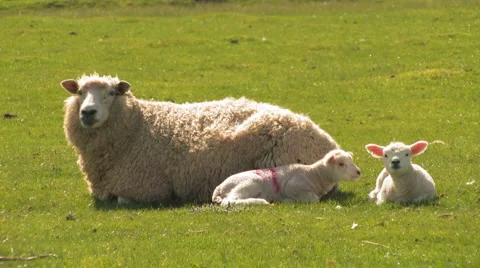 Romney Sheep Ewe and her Lambs on Marsh Stock Footage 2872575
