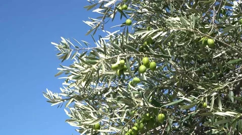 Ronda Olives Wind 库存影片 55156891