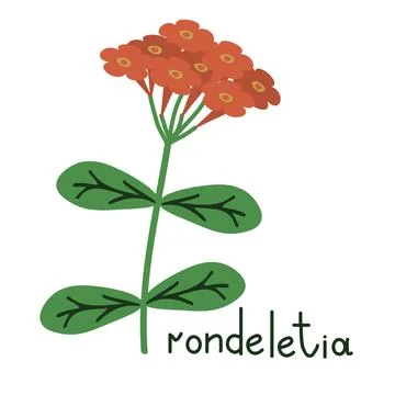 Rondeletia vector flower Stock Illustration