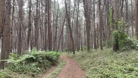 RONGAI CONIFER FOREST DRONE 4 K BY DAY Stock Footage 289519334